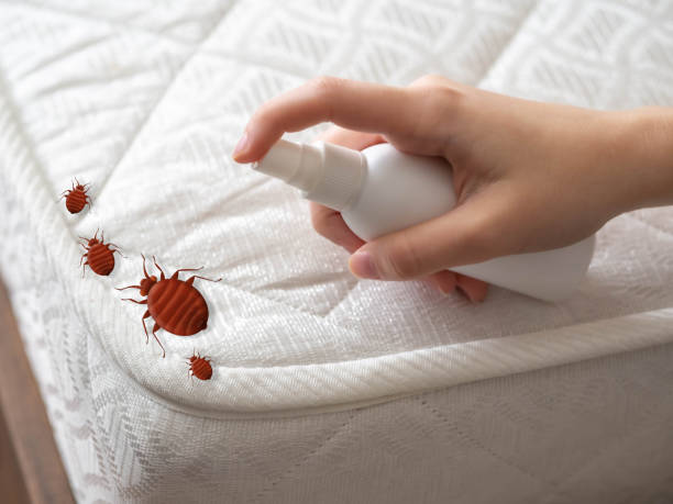 Best Mosquito Control Services  in Kapn, LA