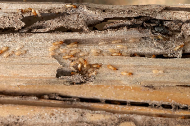Pest Prevention Services in Kaplan, LA
